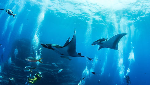 Raies manta sous-marines