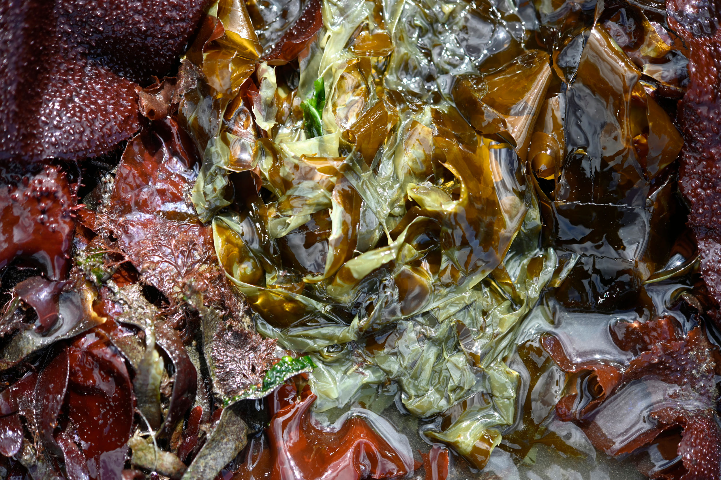 Direct Revelation 8851