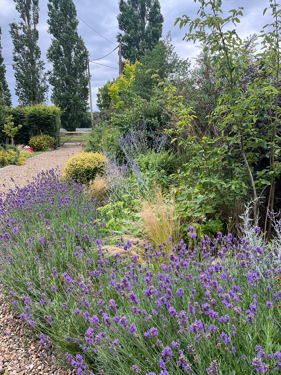 A garden in July