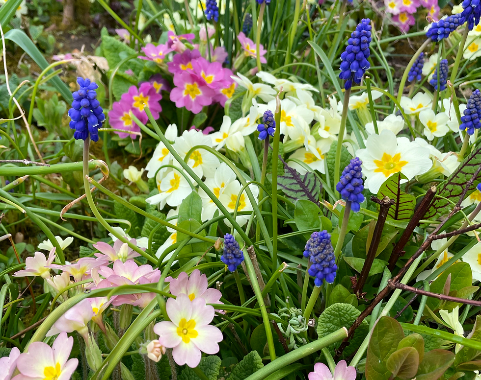 Photo of primroses