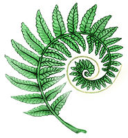 Fern-samll.png