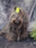 Sylwia Shana.jpg