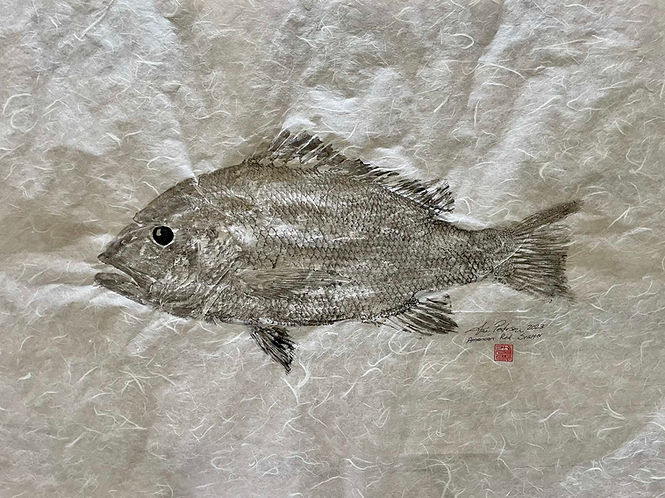 American Red Snapper Fish Print Lo Res.jpg