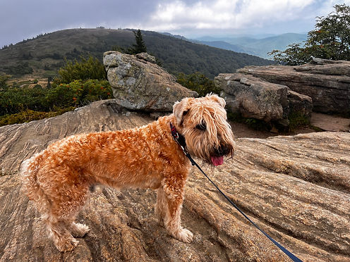 Bailie Rohn Mountain.jpg