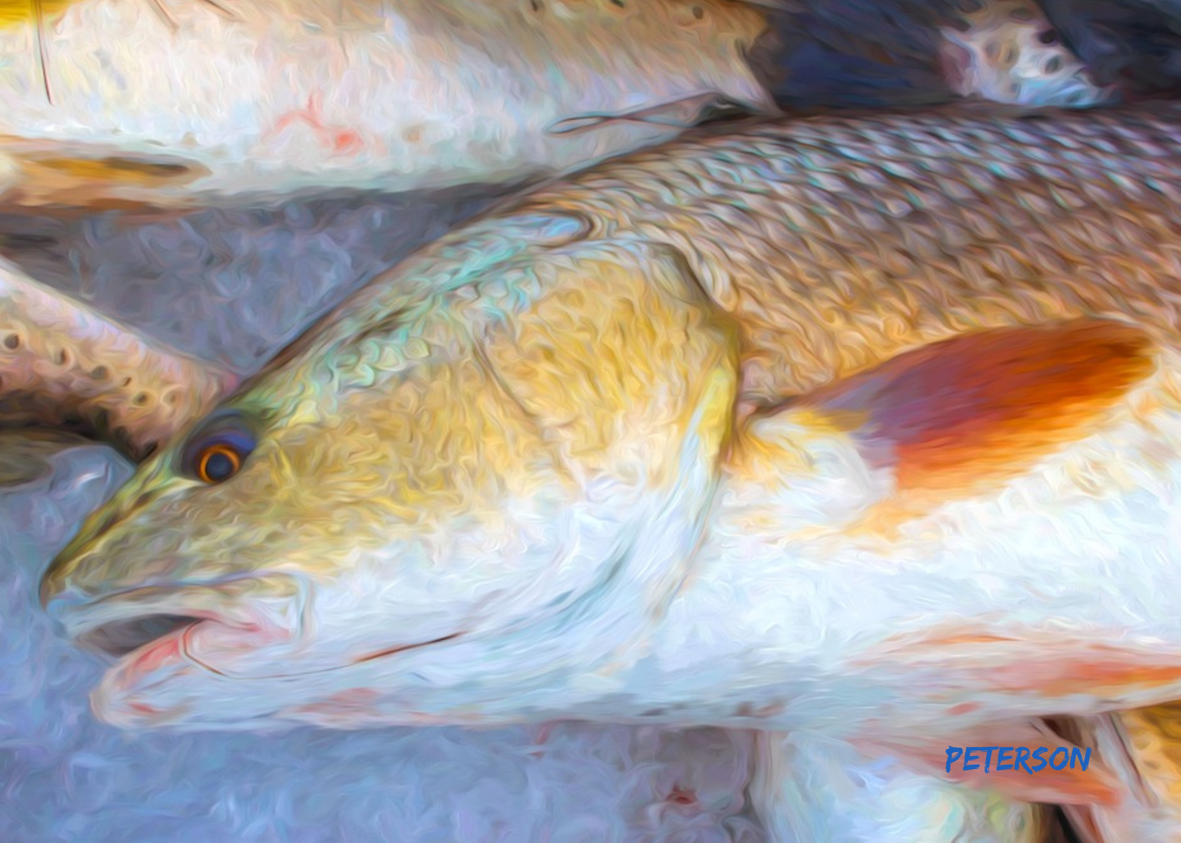 Golden Redfish