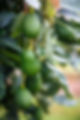 ripe-hass-avocados-hanging-tree.jpg