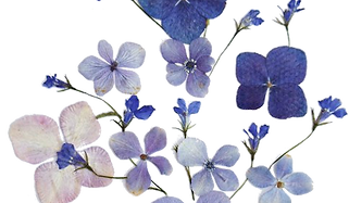blue-flowers-k-m-nuttall_edited.png