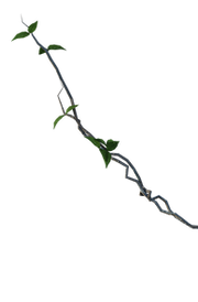 leafy vines
