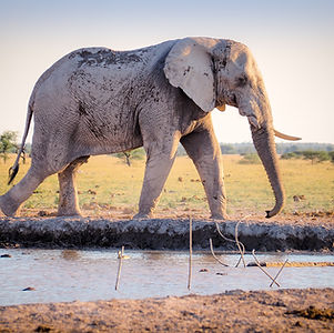 Elephant