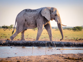Elephant in the room...