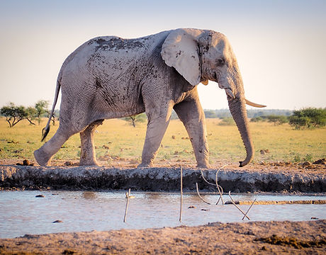 Elephant