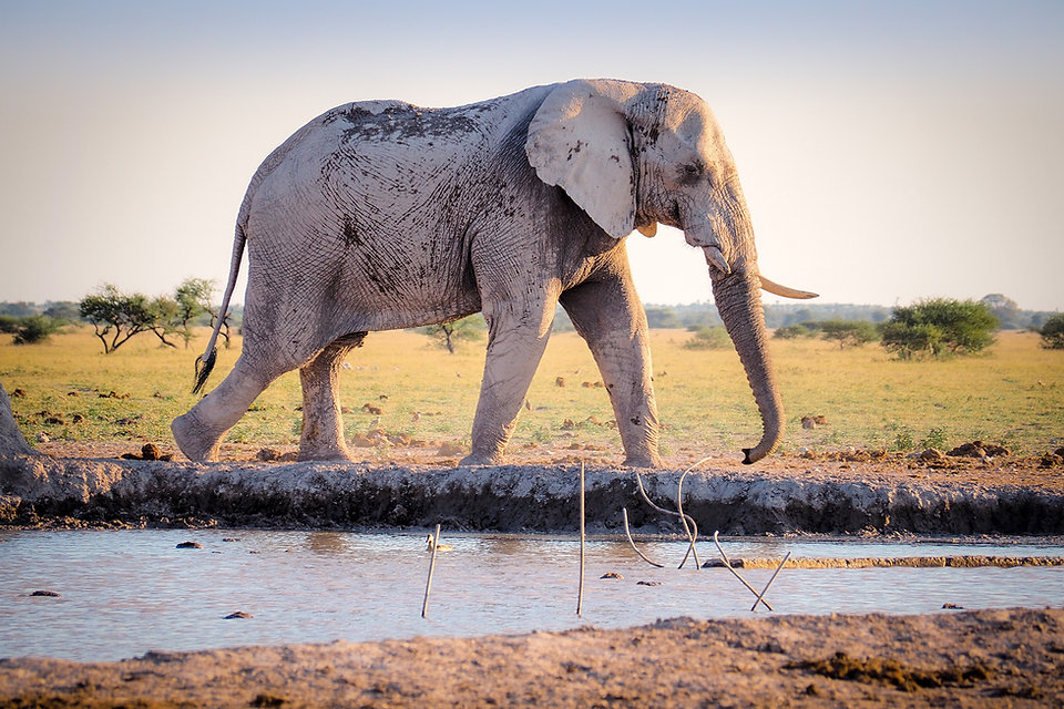 Elephant