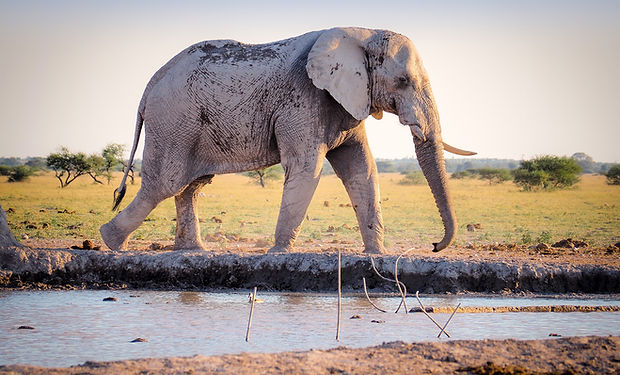 Elephant