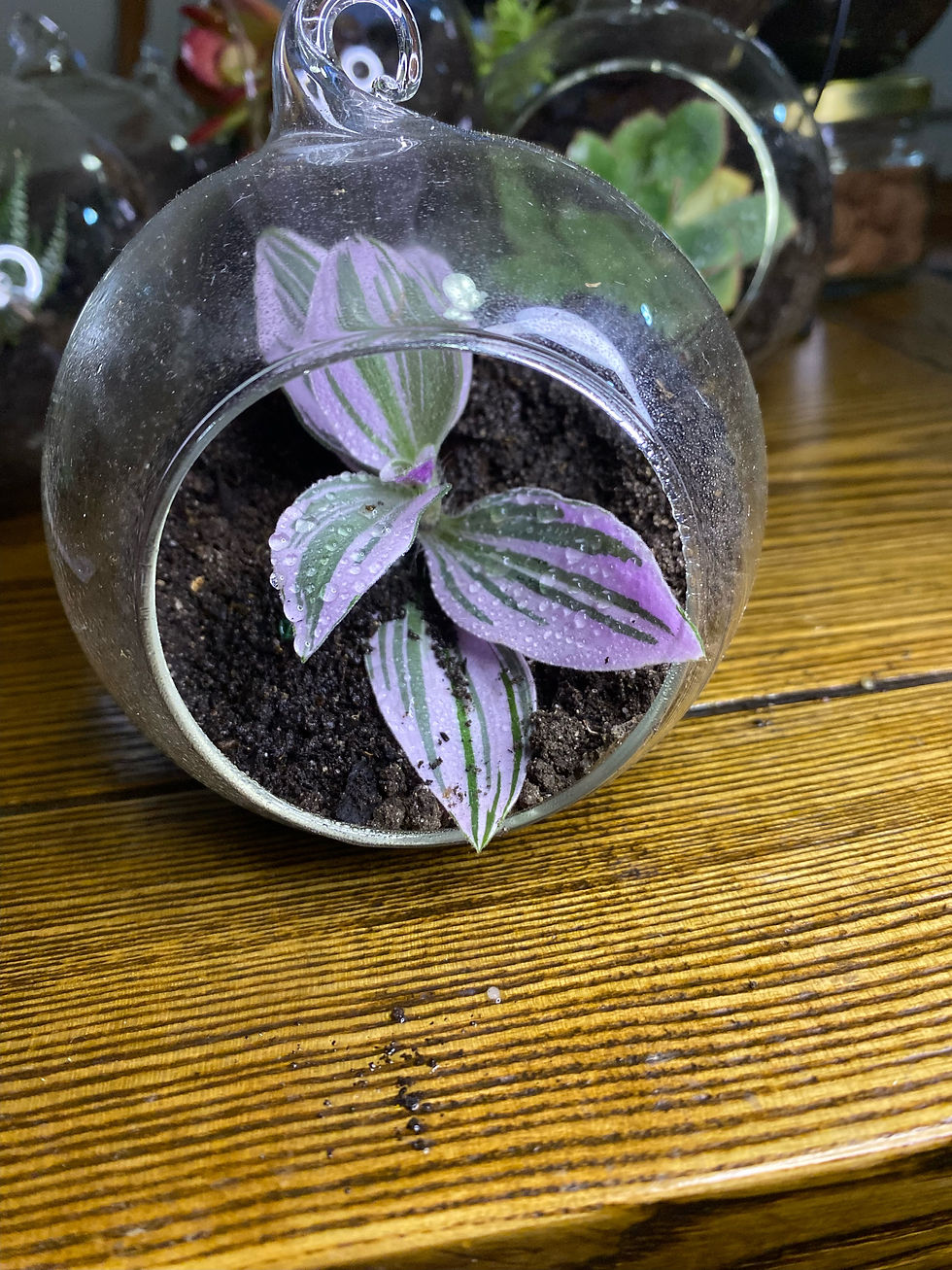 Thumbnail: Terrarium - Hanging