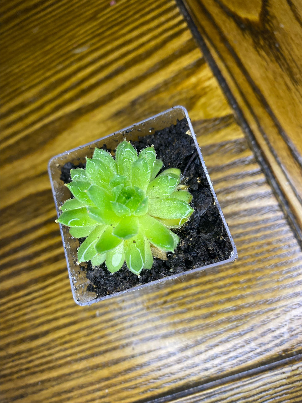 Thumbnail: Terrariums - Mini Pot Plants