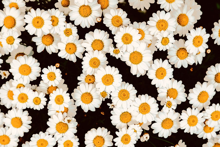 Daisies_edited.jpg