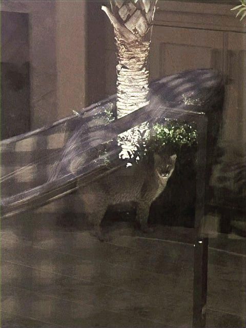 05-07-26 Bobcat_edited