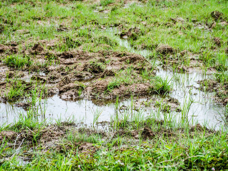 Got mud in your yard? Don't worry!
