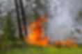 Wildfire burning grass and trees with smoke rising into the sky.