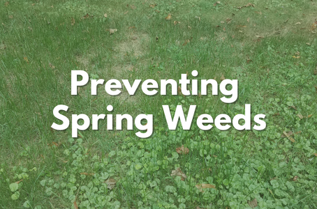 Preventing Spring Weeds