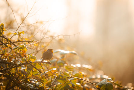 BEN07579-Enhanced-NR