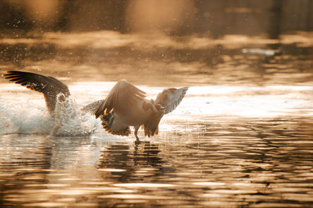 BEN07425-Enhanced-NR