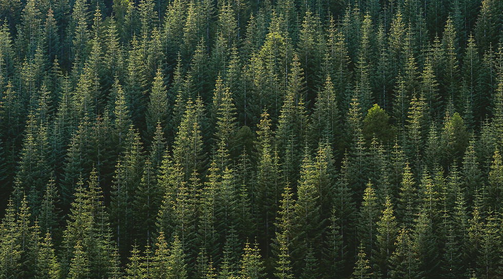 lush forest