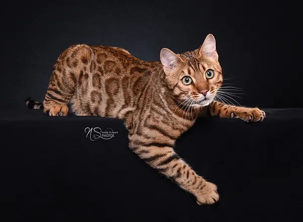 Chatons Bengal Québec Obengal Elevage Chat Bengal