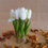 Thumbnail: Lily of the Valley