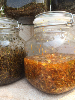 Infusing herbs.