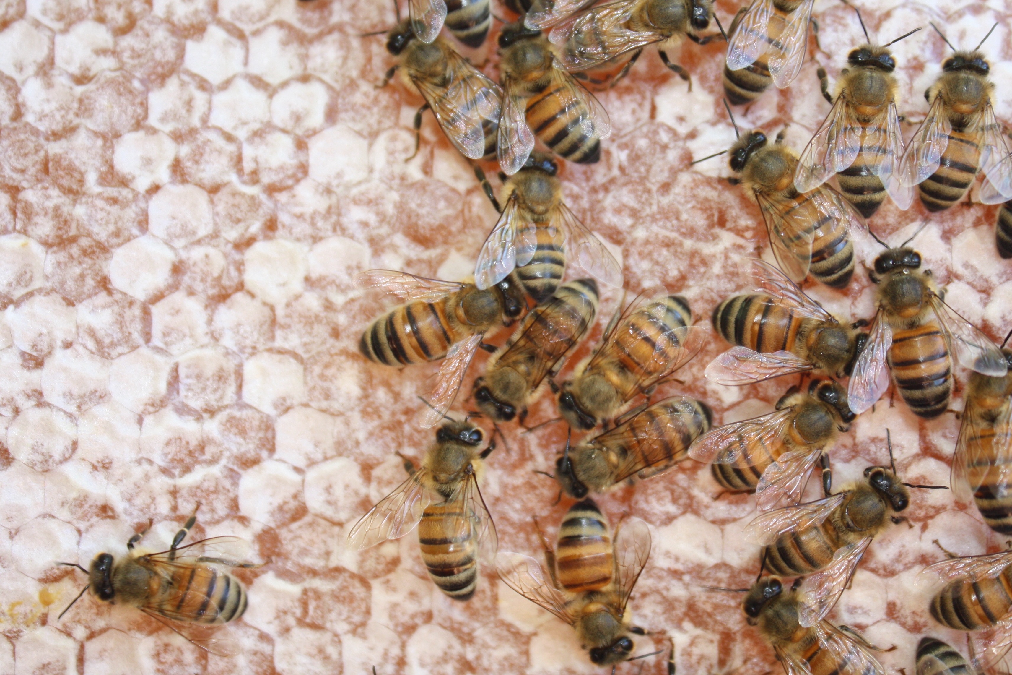 Capped Honey