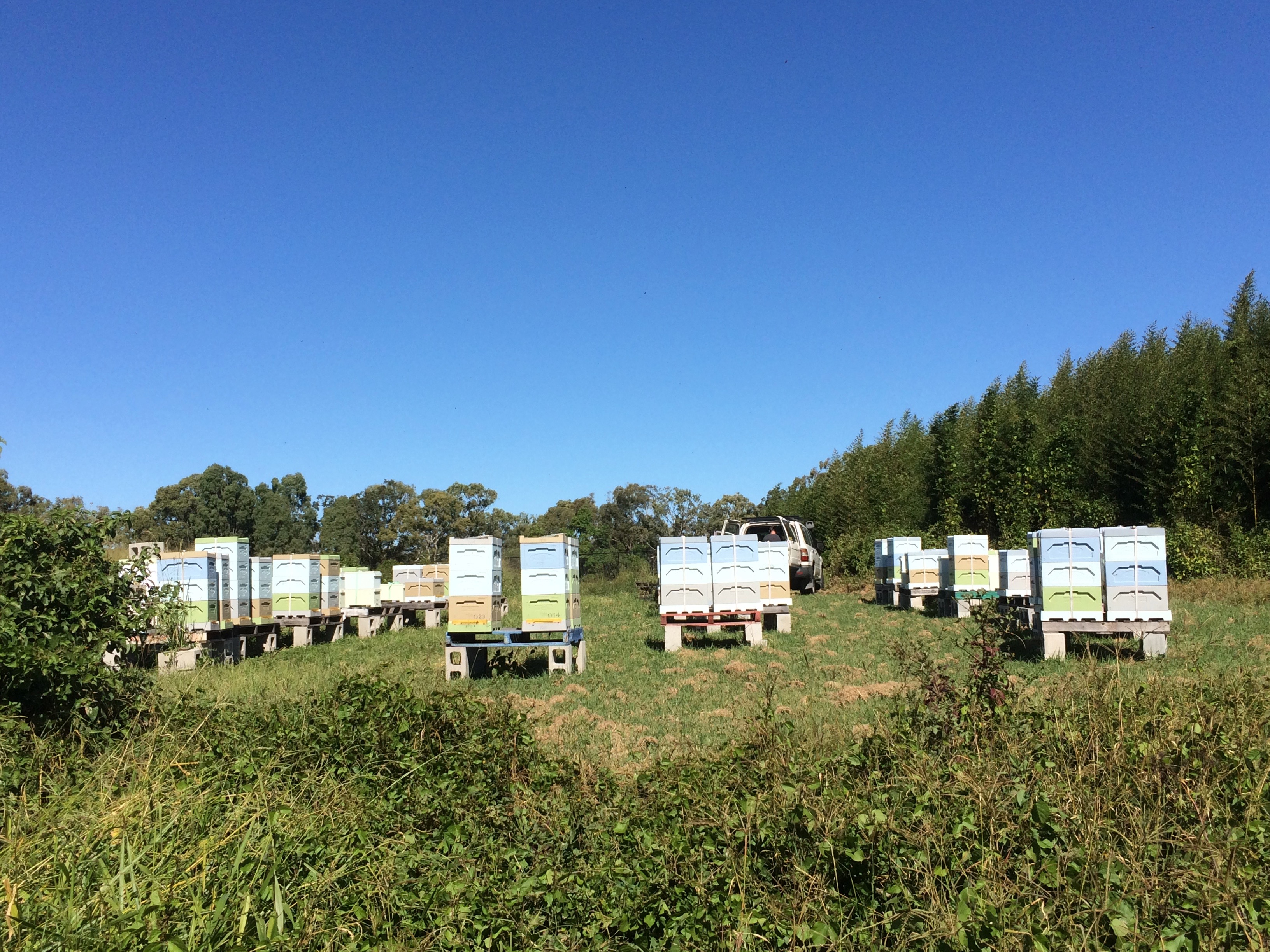 Apiary