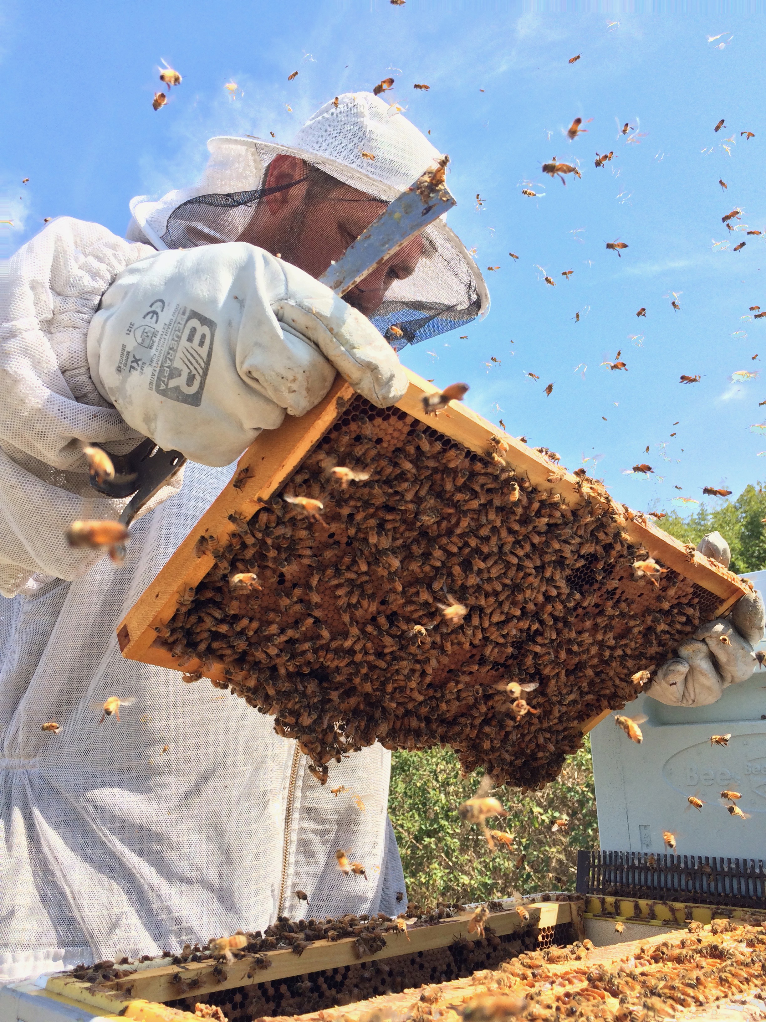 Brood inspection