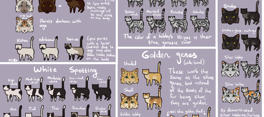 Cat Color Codes