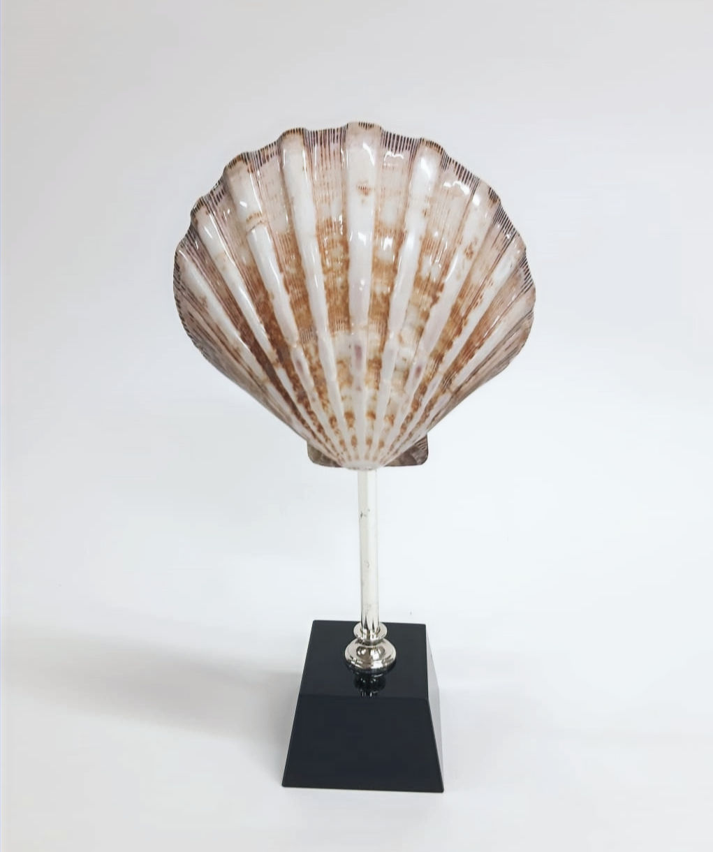 Siyah Cam Kaideli Deniz Kabuğu Dekoratif Obje 28x8 cm.