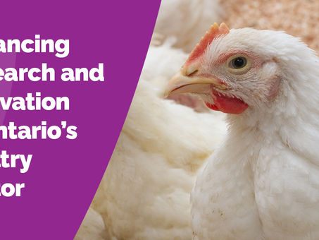 Ontario Investing in New Poultry Research Centre