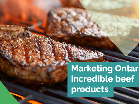 Ontario Beefing Up Support for Cattle Farmers