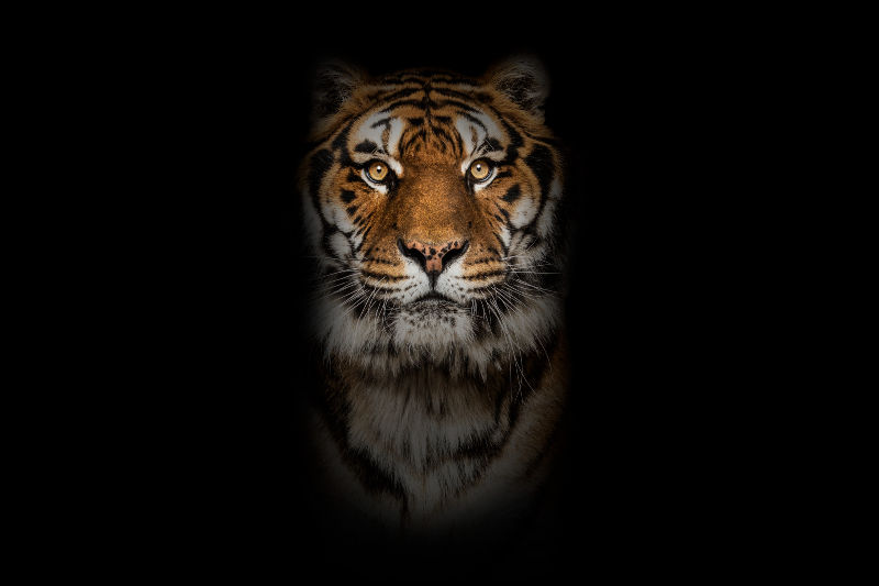 Frontaler Tiger vor schwarzem Hintergrund – Symbol für akute, reale Gefahr (Kontrast zum Angst-Fehlalarm)