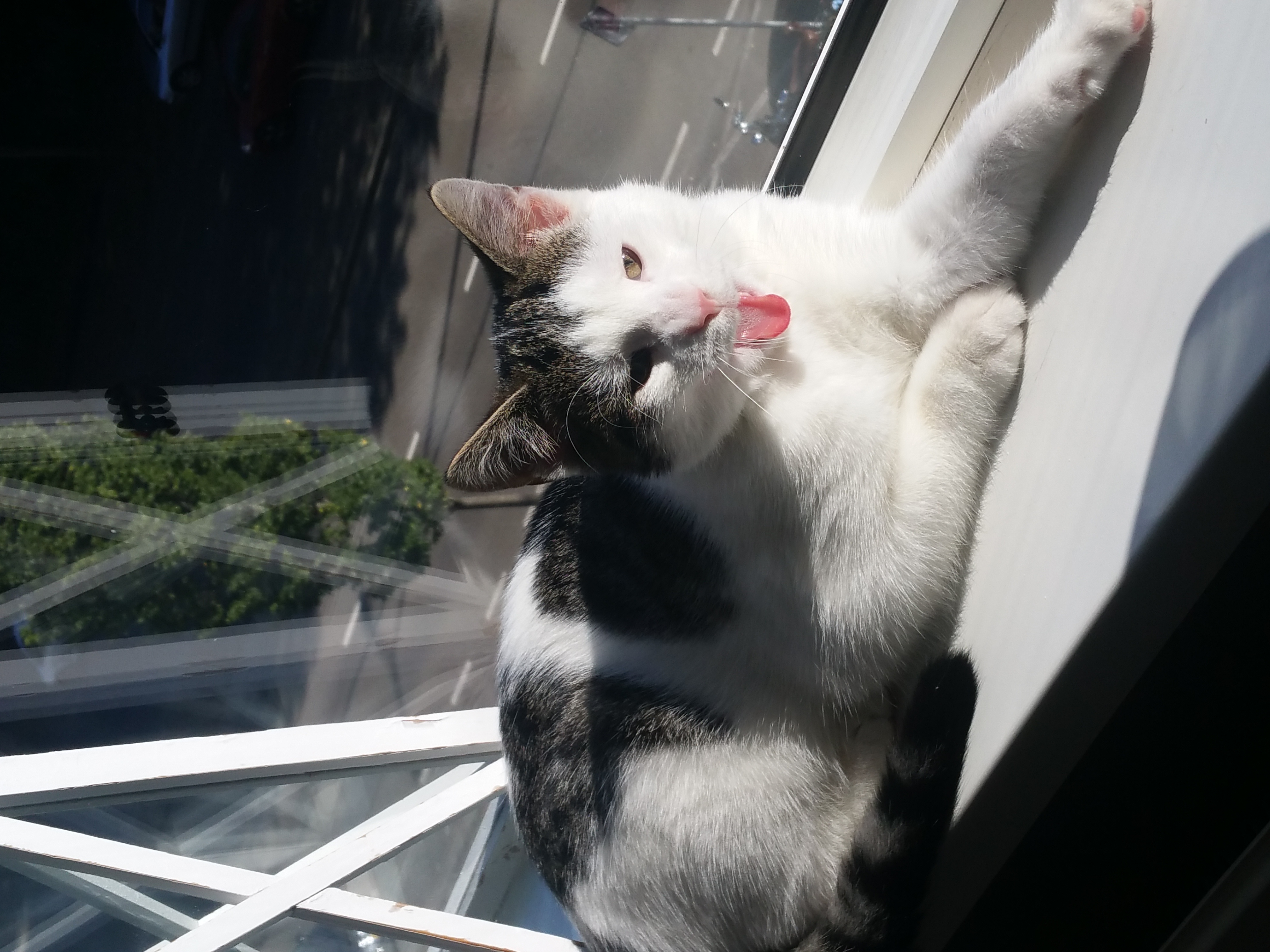 poekie