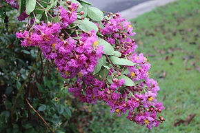  LILAC CRAPEMYRTLE