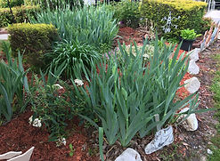 Dnnis's Plants & Gardening IMG_(1501) Garden Bed