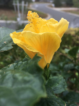 HIBISCUS ROSA-SINENSIS