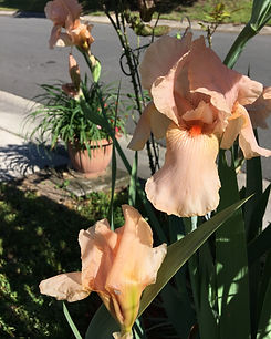 Dennis's Plants & Gardens IMG_(1552) IRI