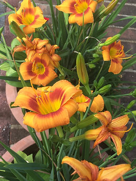 ORANGE DAYLILY