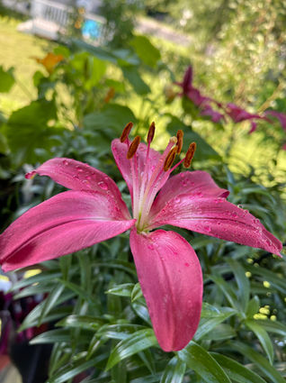 LILIUM FLOWER