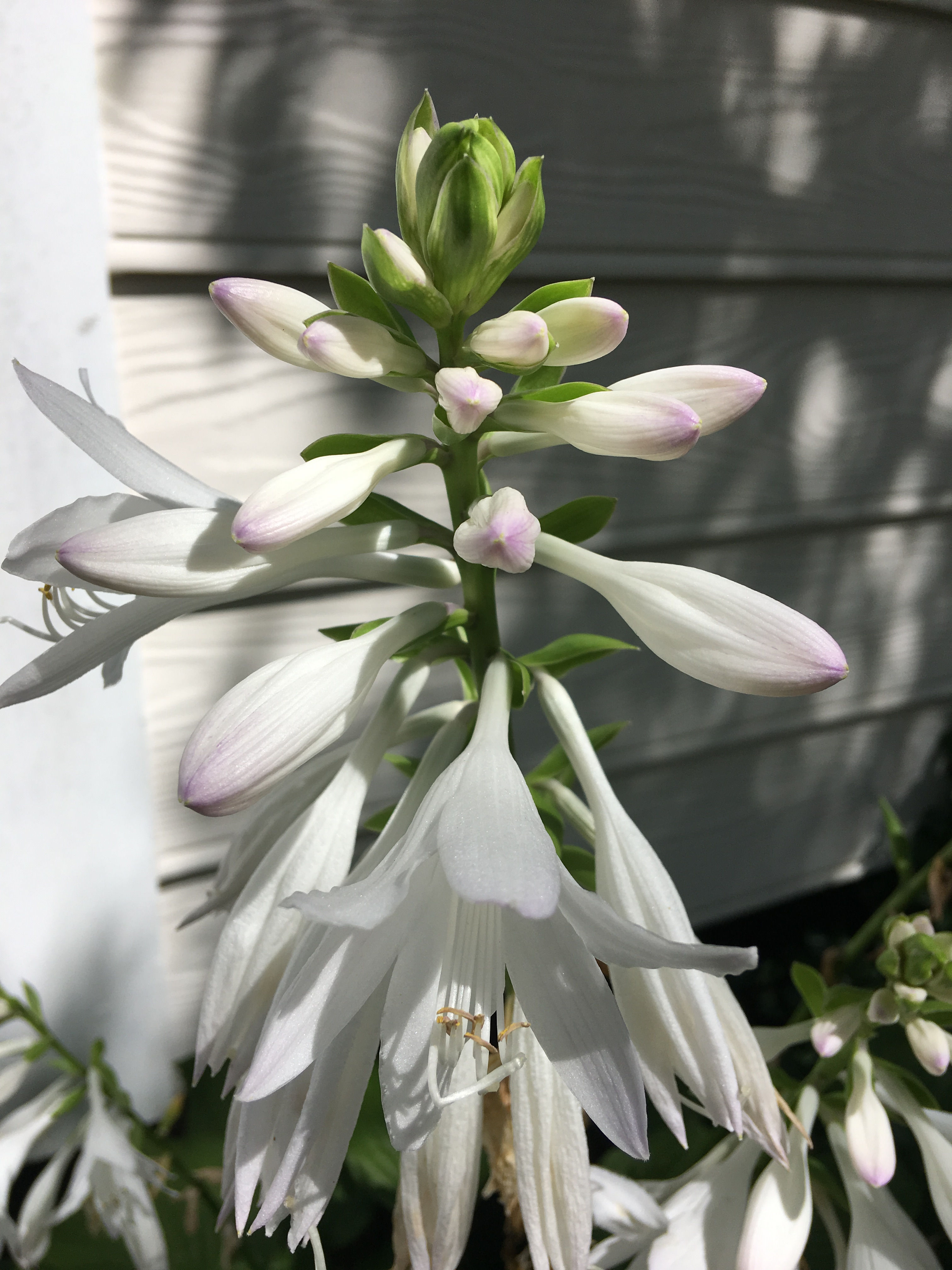 HOSTA PLANT - White Trumpets