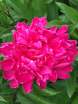 COMMON GARDEN PEONY 