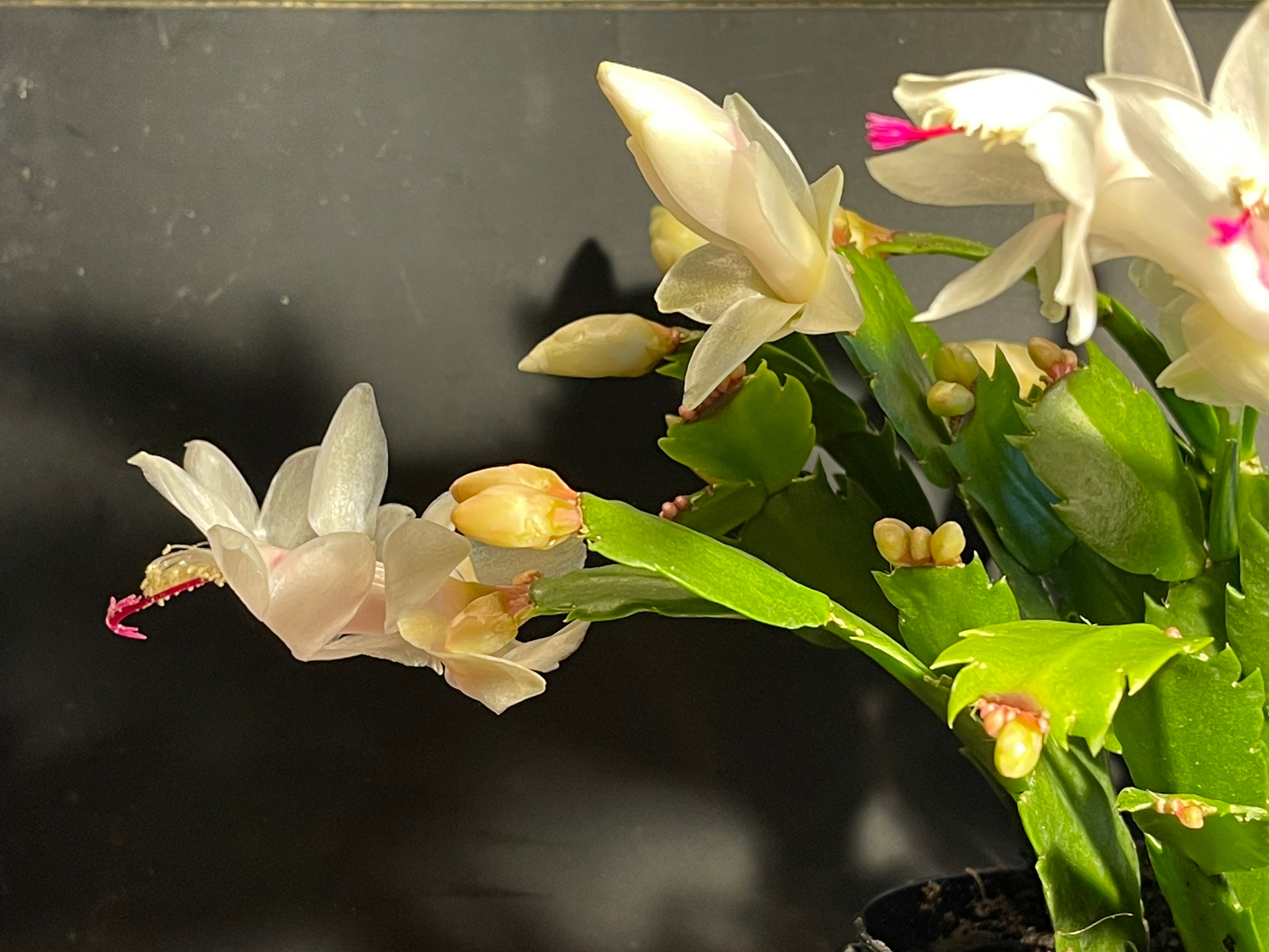 SCHLUMBERGERA CACTUS - Christmas Flower