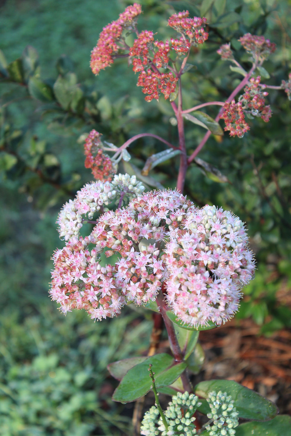 ERECT STONECROP