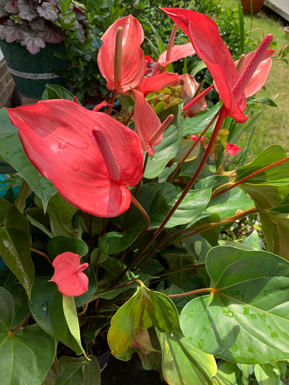 ANTHURIUM FLOWER 